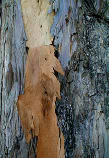 Bark peeling from Eucalyptus tree at Greenwood Park