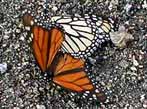 Monarch Butterflies