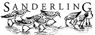 Sanderling bannerhead