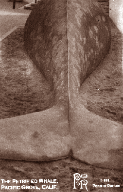 The Petrified Whale: A Penn-o-rama